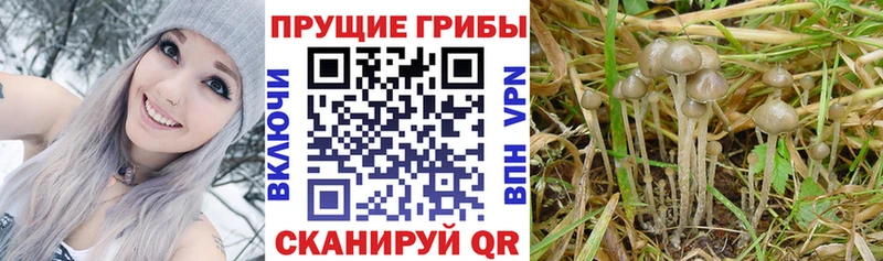 Галлюциногенные грибы мицелий  купить наркоту  Катайск 